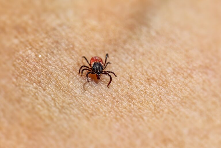 Image of a Tick.